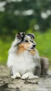 Shetland Sheepdog Wallpaper screenshot 14