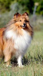Shetland Sheepdog Wallpaper screenshot 2