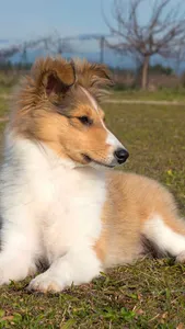 Shetland Sheepdog Wallpaper screenshot 4