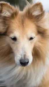 Shetland Sheepdog Wallpaper screenshot 5