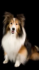 Shetland Sheepdog Wallpaper screenshot 6