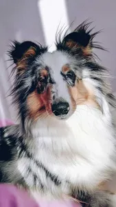 Shetland Sheepdog Wallpaper screenshot 7