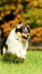 Shetland Sheepdog Wallpaper screenshot 8