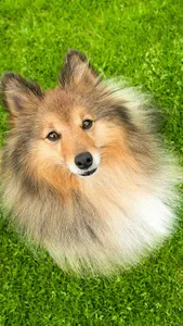 Shetland Sheepdog Wallpaper screenshot 9