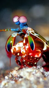 Peacock Mantis Wallpaper screenshot 0