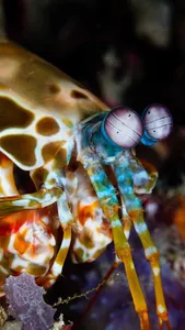 Peacock Mantis Wallpaper screenshot 1