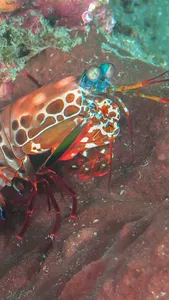 Peacock Mantis Wallpaper screenshot 14