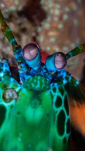 Peacock Mantis Wallpaper screenshot 3