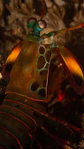 Peacock Mantis Wallpaper screenshot 8