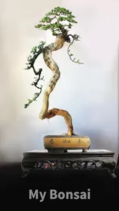 My Bonsai screenshot 4