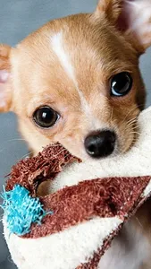 Chihuahua Wallpapers screenshot 17