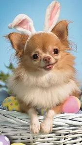 Chihuahua Wallpapers screenshot 18