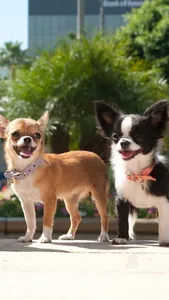 Chihuahua Wallpapers screenshot 21