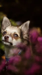 Chihuahua Wallpapers screenshot 22