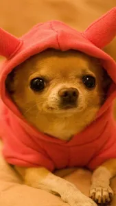 Chihuahua Wallpapers screenshot 3