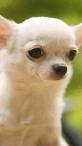Chihuahua Wallpapers screenshot 4
