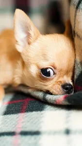 Chihuahua Wallpapers screenshot 8