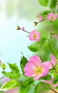 Gentle Flowers Live Wallpaper screenshot 4