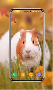 Guinea Pig Wallpapers screenshot 0