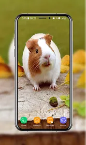 Guinea Pig Wallpapers screenshot 1