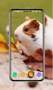 Guinea Pig Wallpapers screenshot 10