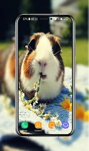 Guinea Pig Wallpapers screenshot 11