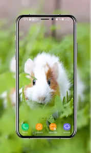 Guinea Pig Wallpapers screenshot 12