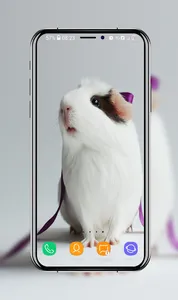 Guinea Pig Wallpapers screenshot 13