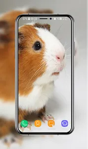 Guinea Pig Wallpapers screenshot 14