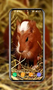 Guinea Pig Wallpapers screenshot 15