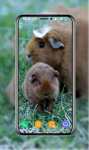 Guinea Pig Wallpapers screenshot 2