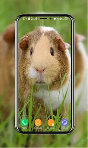 Guinea Pig Wallpapers screenshot 3