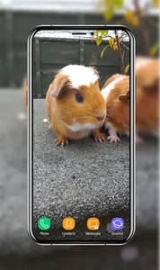 Guinea Pig Wallpapers screenshot 4