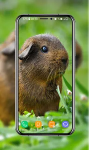 Guinea Pig Wallpapers screenshot 5