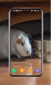 Guinea Pig Wallpapers screenshot 6