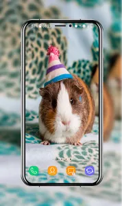 Guinea Pig Wallpapers screenshot 7