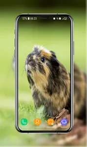 Guinea Pig Wallpapers screenshot 9