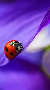 Ladybug Live Wallpaper screenshot 1