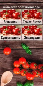 Rijk Zwaan: Tomato Quiz screenshot 0