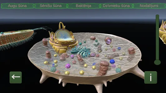 Cell Models screenshot 5