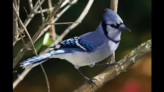 Blue Jay. Birds Wallpapers screenshot 2