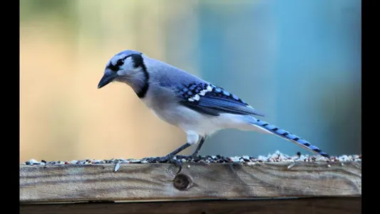 Blue Jay. Birds Wallpapers screenshot 3