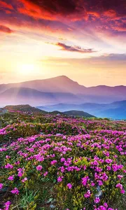 Mountain Flower Live Wallpaper screenshot 7