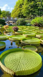 Nature Wallpaper Collection screenshot 18