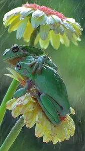 Nature Wallpaper Collection screenshot 20
