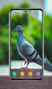 Pigeon Wallpapers screenshot 0