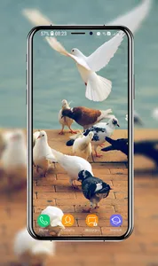 Pigeon Wallpapers screenshot 11