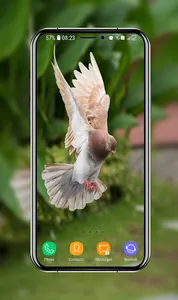 Pigeon Wallpapers screenshot 12