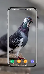 Pigeon Wallpapers screenshot 14