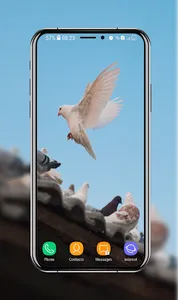 Pigeon Wallpapers screenshot 15